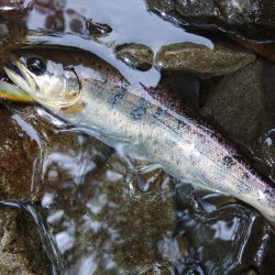 接近戦のイワナ釣り ～長良川水系～
